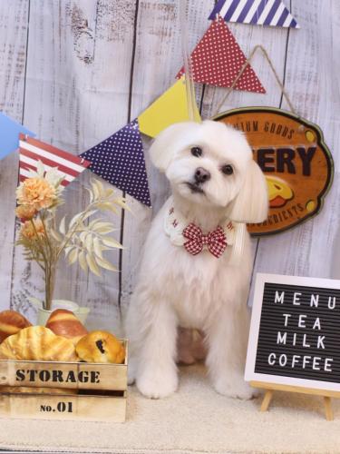 20240913あずきくん